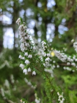 Erica lusitanica