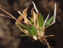 Panicum pacificum