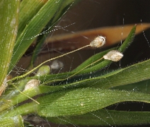 Panicum pacificum