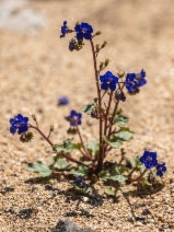 Phacelia campanularia