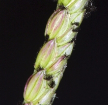 Paspalum distichum