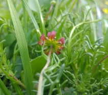 Blennosperma nanum var. nanum