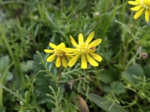 Blennosperma nanum var. nanum