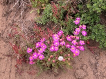 Senecio elegans