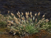 Polypogon monspeliensis