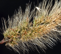 Polypogon monspeliensis