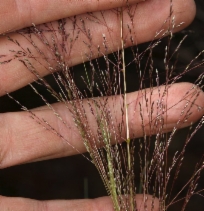 Sporobolus airoides