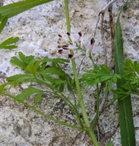 Fumaria officinalis
