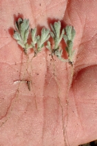Stylocline gnaphaloides