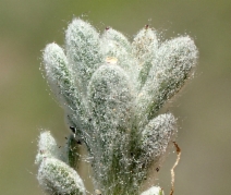 Stylocline gnaphaloides