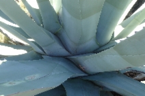 Agave americana