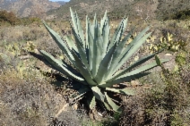 Agave americana