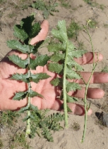 Brassica tournefortii