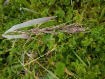 Bromus carinatus var. maritimus