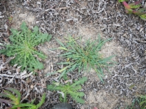 Agrostis densiflora
