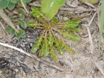 Microseris bigelovii