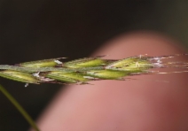 Festuca microstachys