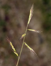 Festuca microstachys