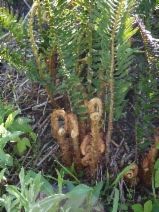 Polystichum munitum
