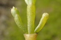 Salicornia bigelovii