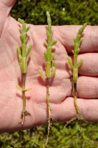 Salicornia bigelovii