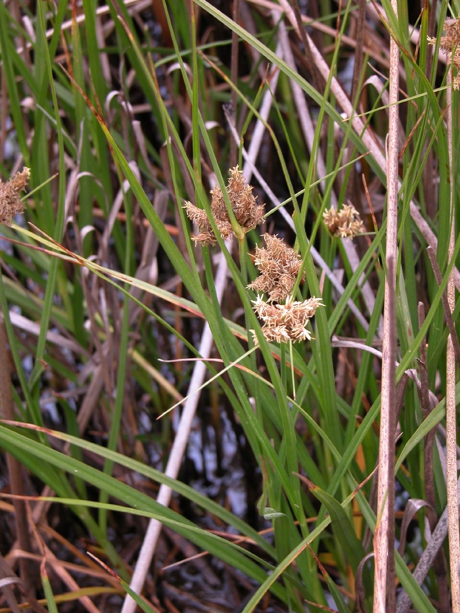 Scirpus robustus