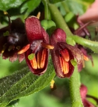 Lonicera conjugialis - Calflora