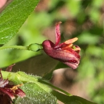 Lonicera conjugialis - Calflora