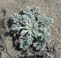 Artemisia pycnocephala