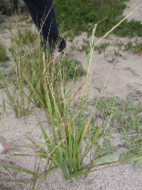 Elymus pacificus