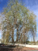 Salix matsudana