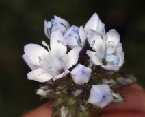 Gilia capitata ssp. abrotanifolia