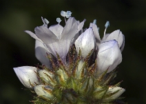 Gilia capitata ssp. abrotanifolia - Calflora