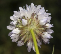 Gilia capitata ssp. abrotanifolia
