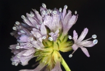 Gilia capitata ssp. capitata