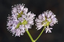 Gilia capitata ssp. capitata