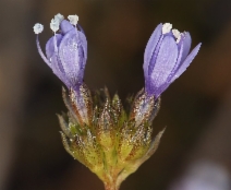 Gilia capitata