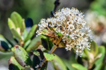 Ceanothus crassifolius