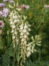 Astragalus nuttallii var. virgatus