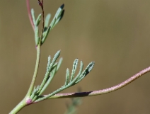Gilia ochroleuca ssp. minima