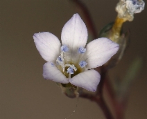 Gilia ochroleuca ssp. minima