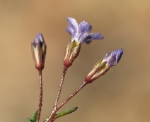 Gilia ochroleuca ssp. minima