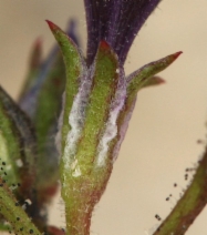Gilia tenuiflora ssp. tenuiflora