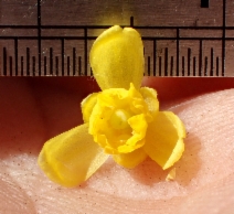 Berberis pinnata
