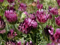 Trifolium grayi