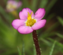 Leptosiphon bicolor