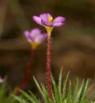 Leptosiphon bicolor