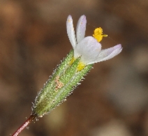 Leptosiphon pygmaeus ssp. continentalis