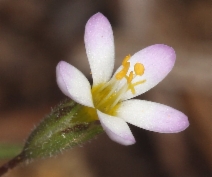 Leptosiphon pygmaeus ssp. continentalis