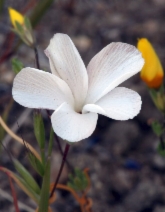 Linanthus dichotomus ssp. dichotomus
